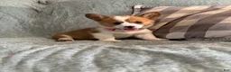 Welsh Corgi Pembroke dogs for sale: Welsh Corgi Pembroke 5 - Ad 1