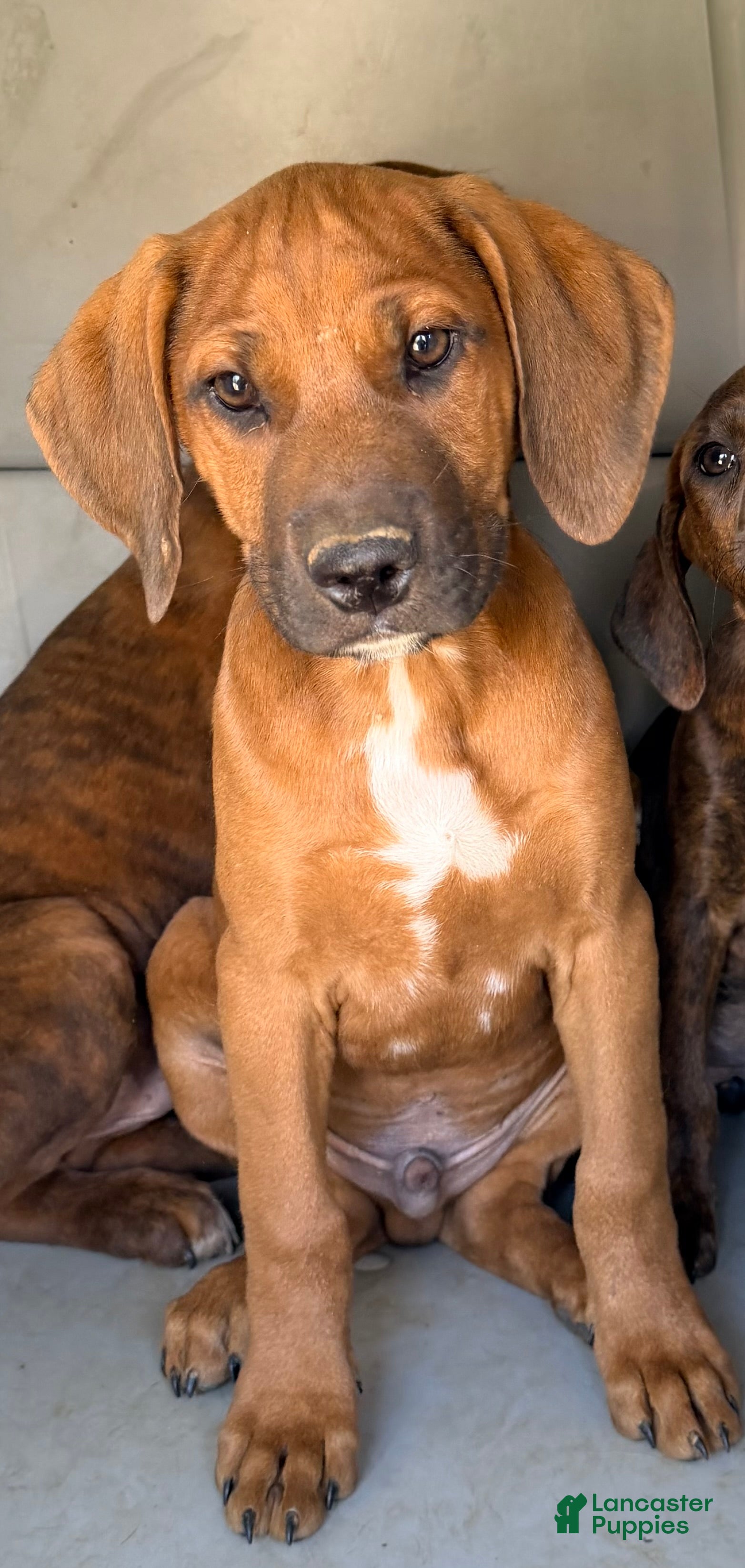 Mixed Breed dogs Red - Ad 37