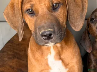 Mixed Breed dogs Red - Ad 16