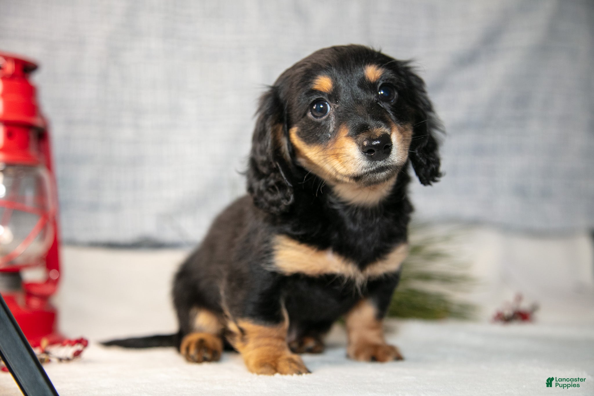 Miniature Dachshund dogs Angel - Ad 24