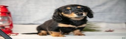 Miniature Dachshund dogs for sale: Angel - Ad 1