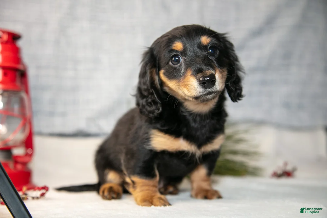 Miniature Dachshund dogs for sale: Angel - Ad 4