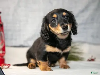 Miniature Dachshund dogs Angel - Ad 39
