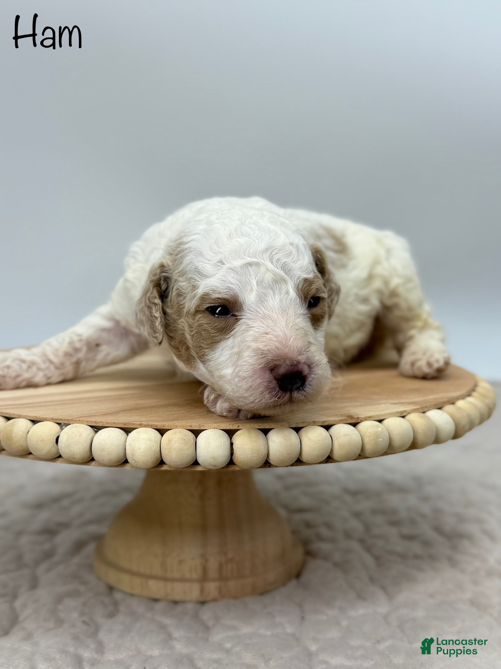 Miniature Poodle dogs Ham - Ad 35