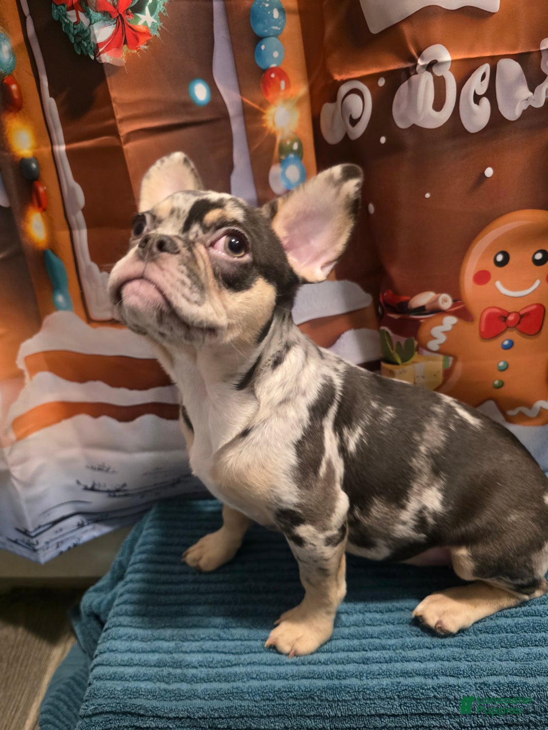 French Bulldog dogs for sale: French Bulldog Puppy 1 - Ad 4