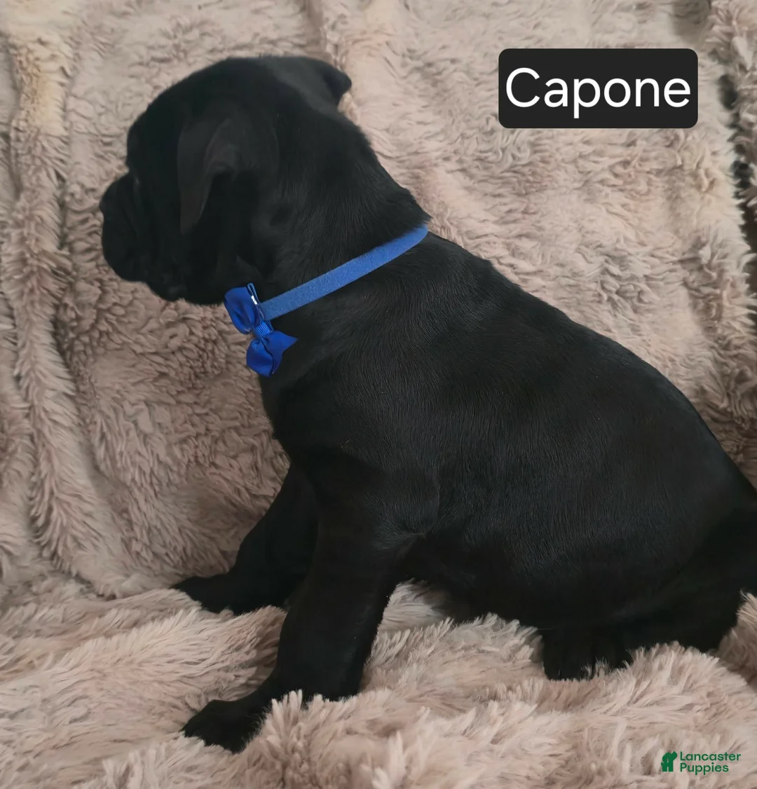 Cane Corso dogs for sale: Capone - Ad 6