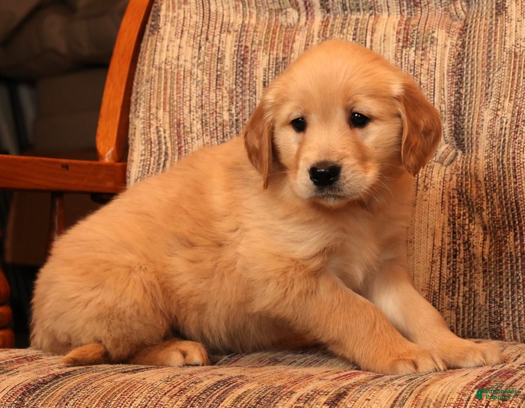 Golden Retriever dogs for sale: Ginger - Ad 8