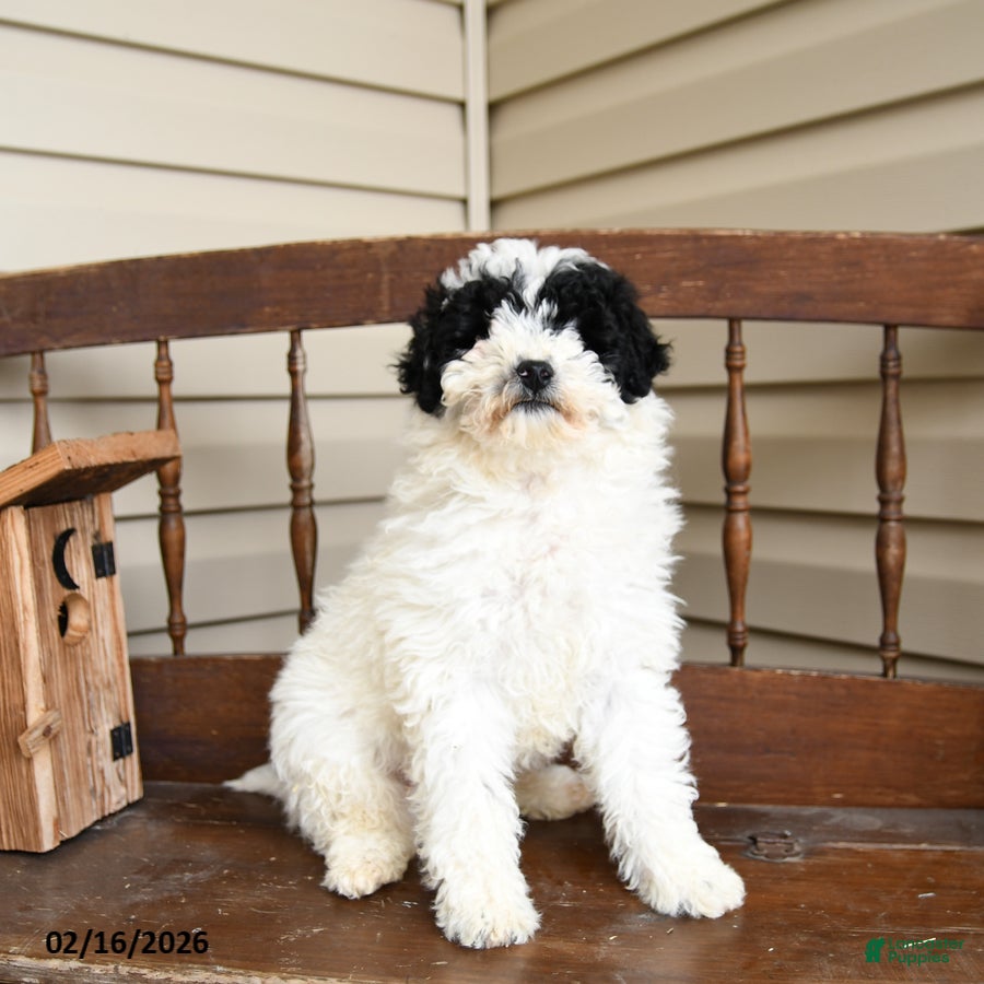 Miniature Labradoodle dogs Snickers - Ad 1