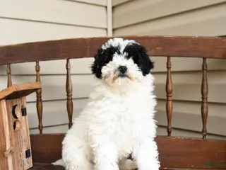 Miniature Labradoodle dogs for sale: Snickers - Ad 3