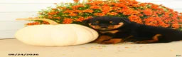 Rottweiler dogs for sale: Prudence - Ad 3