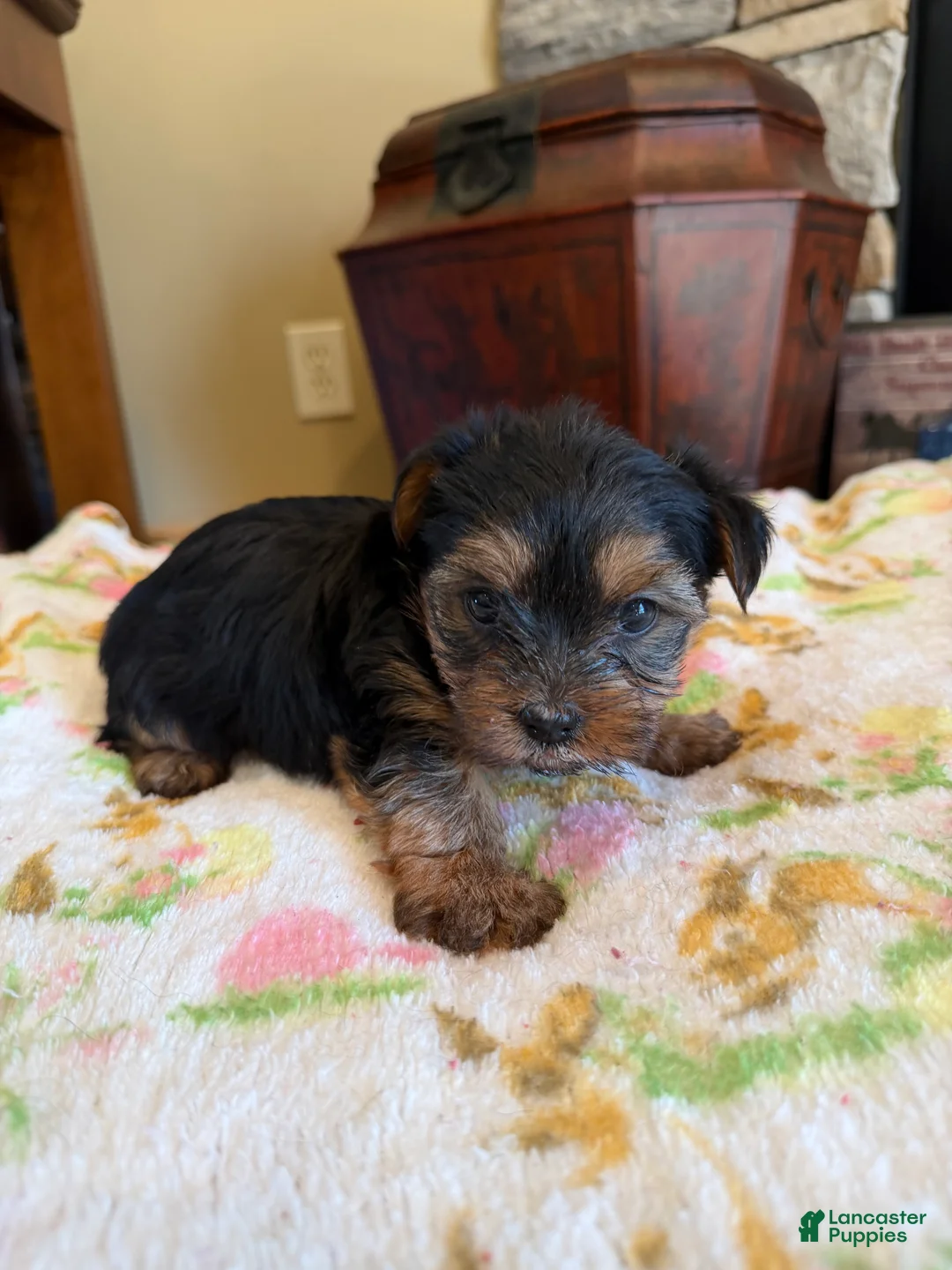 Yorkshire Terrier dogs for sale: Garfield  - Ad 1