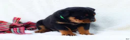 Rottweiler dogs for sale: Tia - Ad 3