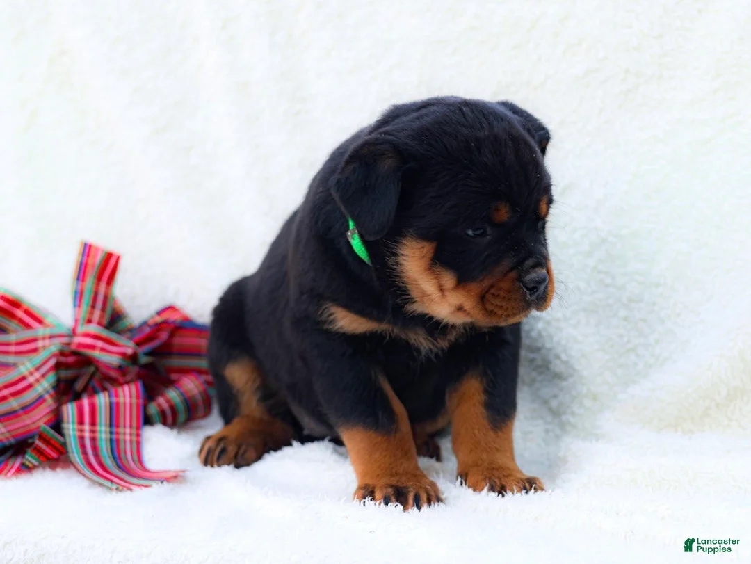 Rottweiler dogs for sale: Tia - Ad 3