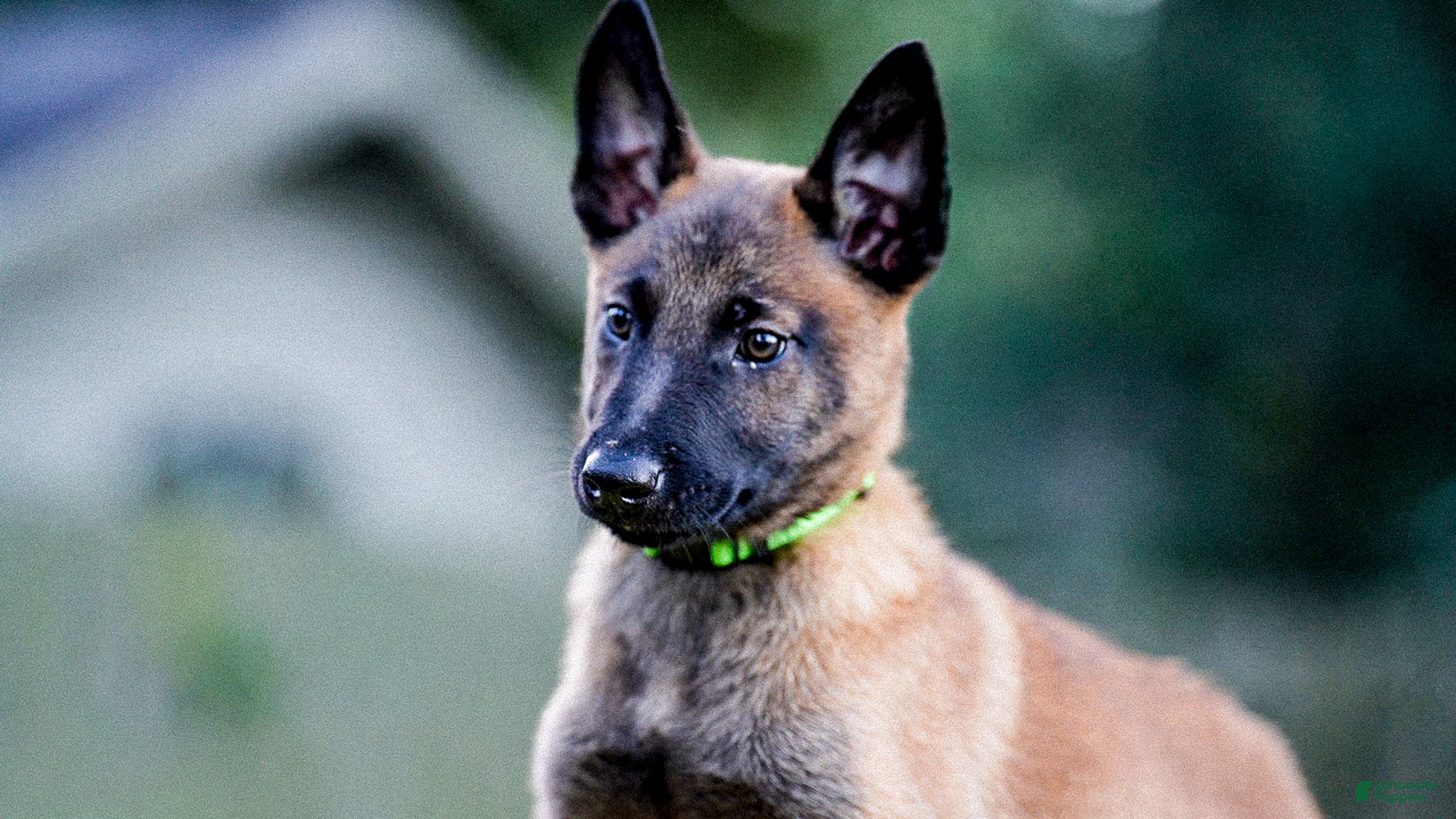 Belgian Malinois dogs Puppy 4 - Ad 1