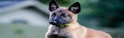 Belgian Malinois dogs for sale: Puppy 4 - Ad 1