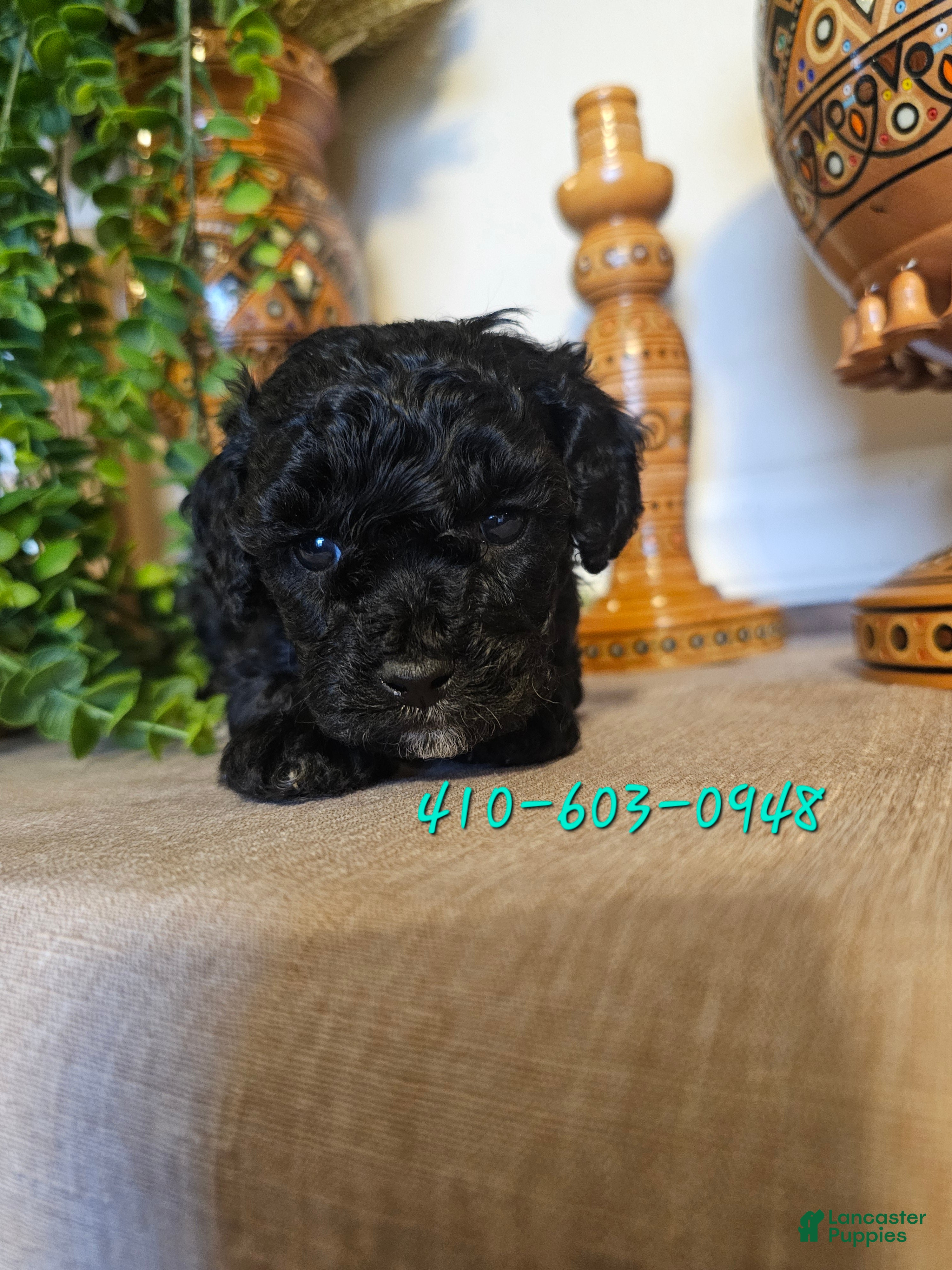 Mini Goldendoodle dogs Zara  - Ad 7