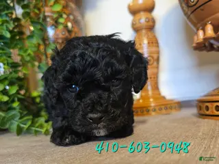 Mini Goldendoodle dogs Zara - Ad 11