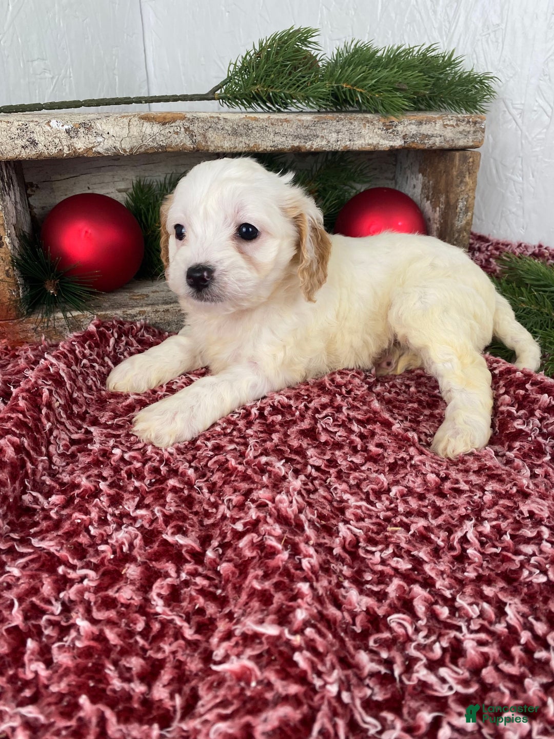 Cockapoo dogs for sale: Chloe - Ad 2