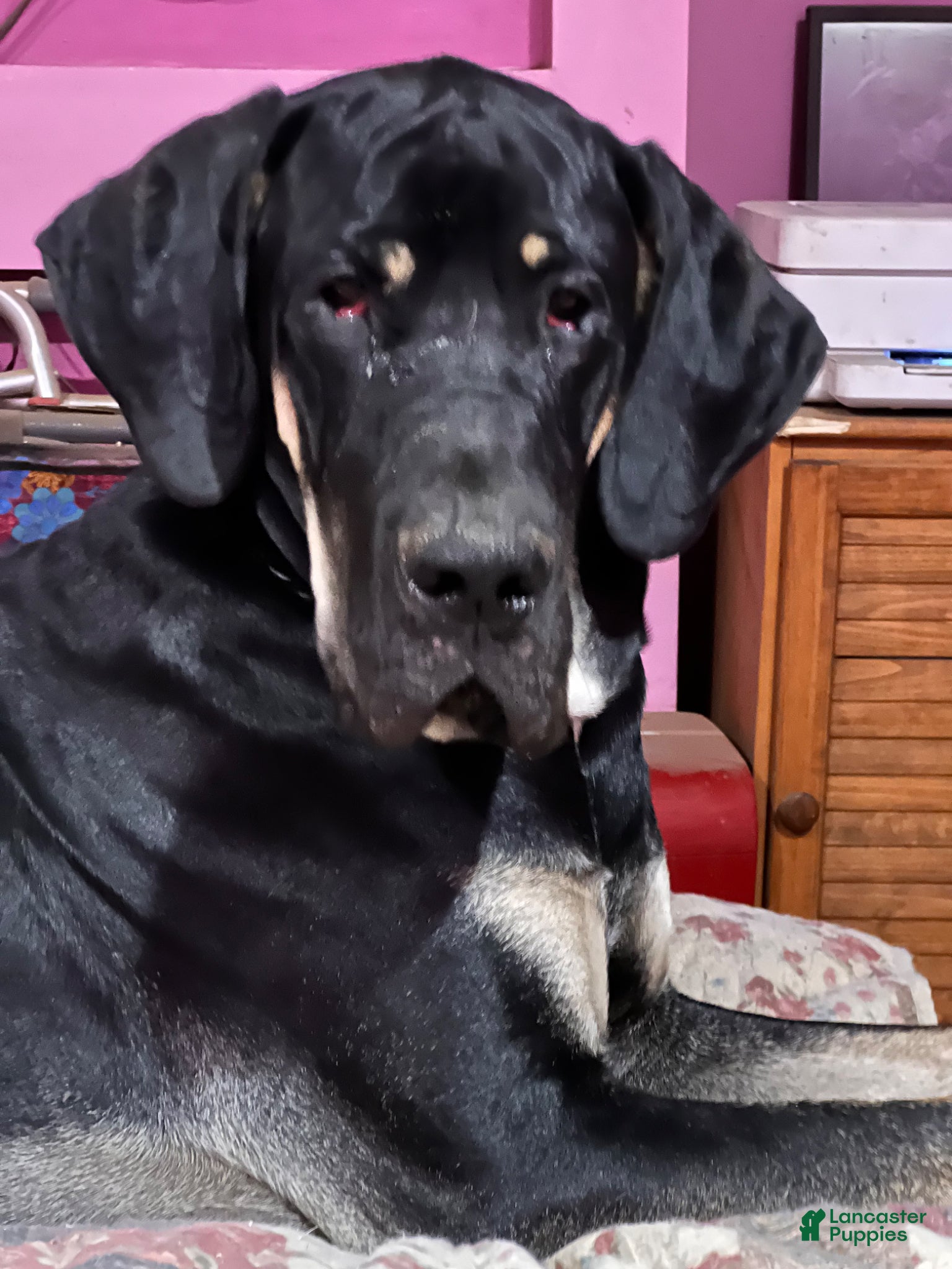 Great Dane dogs Magnum for Stud - Ad 1