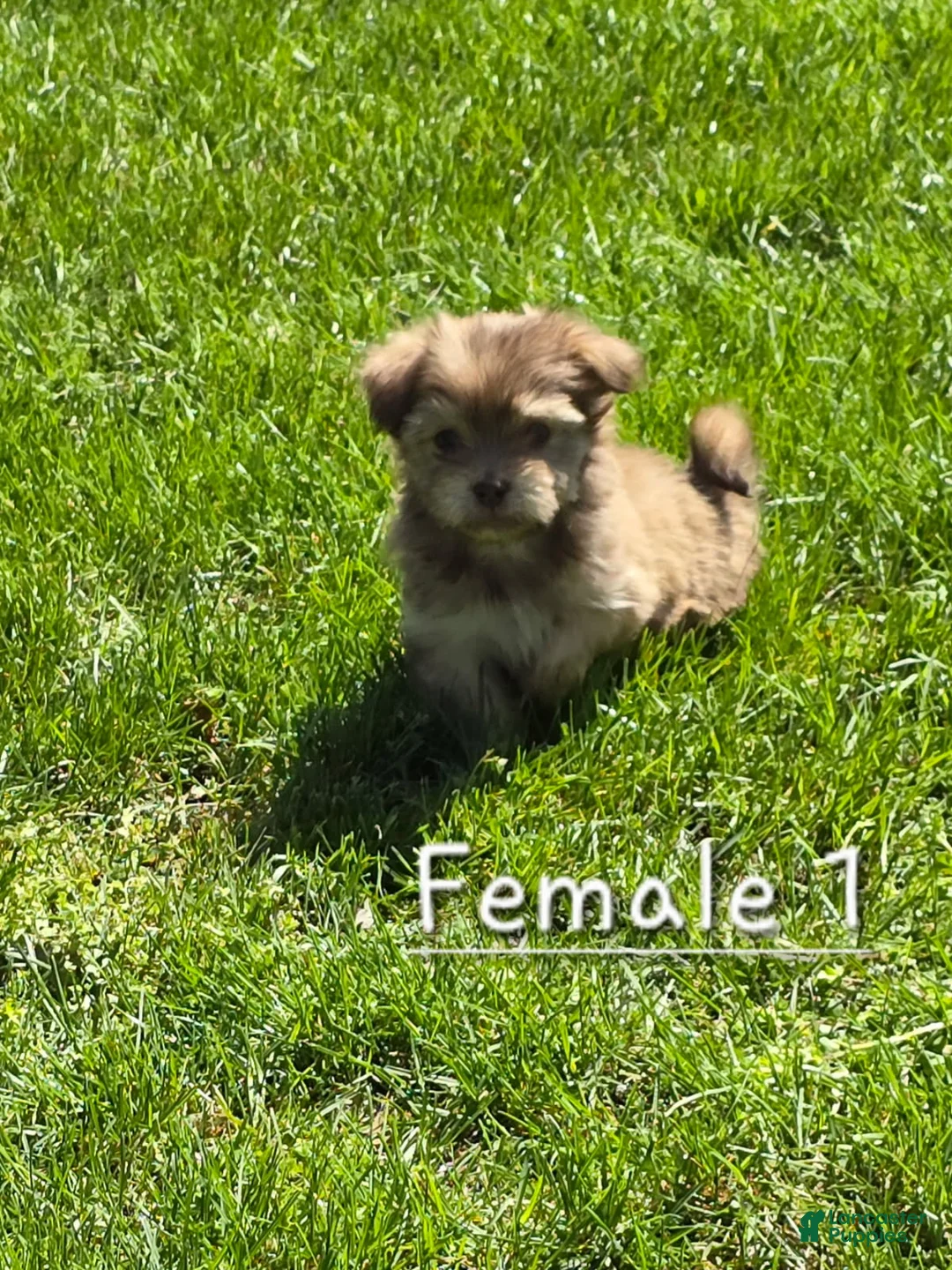 Havanese dogs for sale: Havanese Puppy 1 - Ad 1