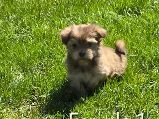 Havanese dogs Havanese Puppy 1 - Ad 20