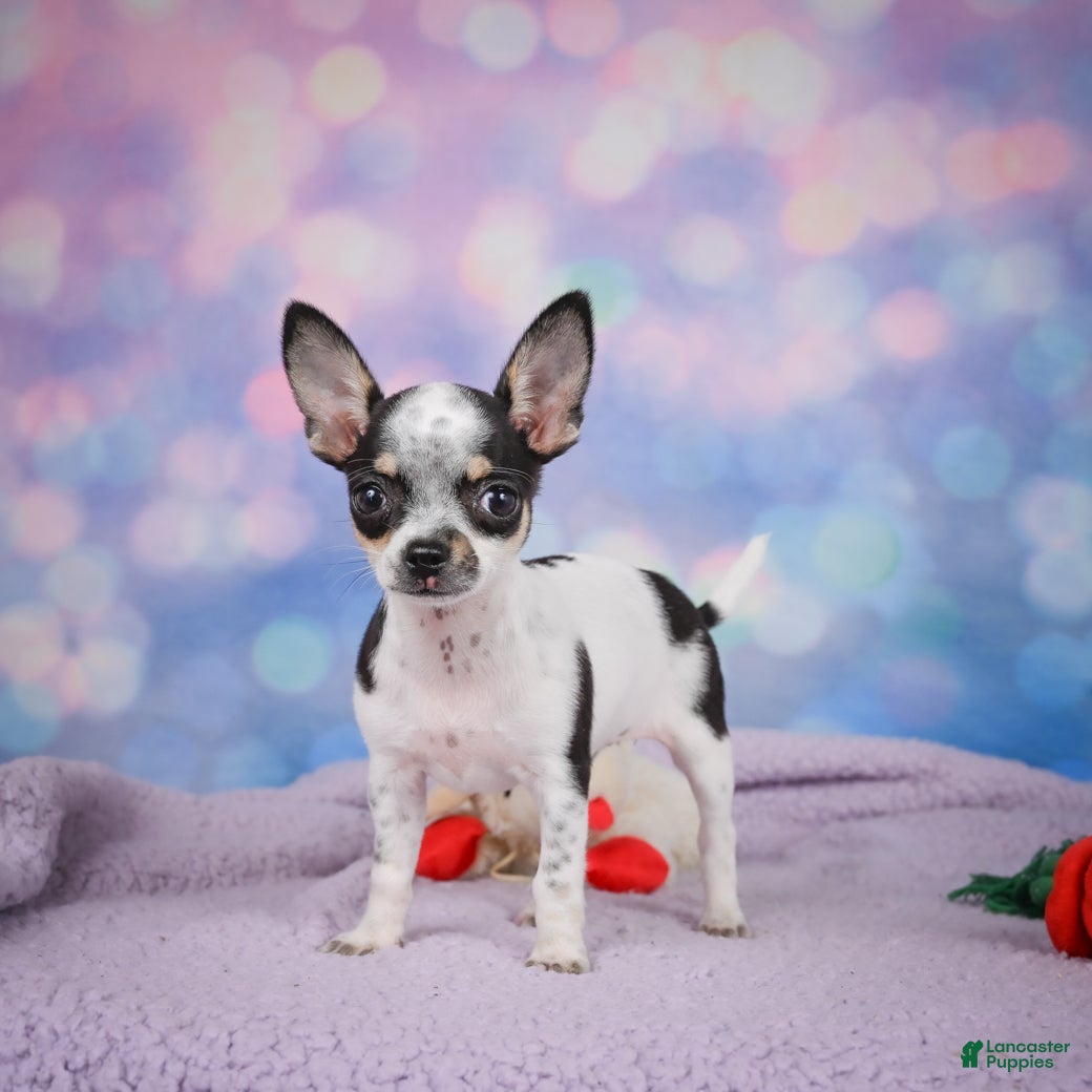 Chihuahua dogs DAHLIA - Ad 1