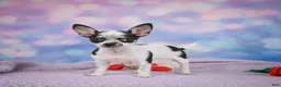 Chihuahua dogs for sale: DAHLIA - Ad 1