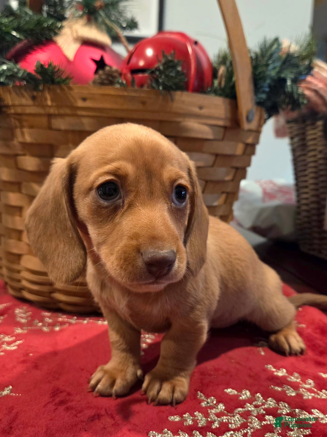 Dachshund dogs for sale: Piper - Ad 2