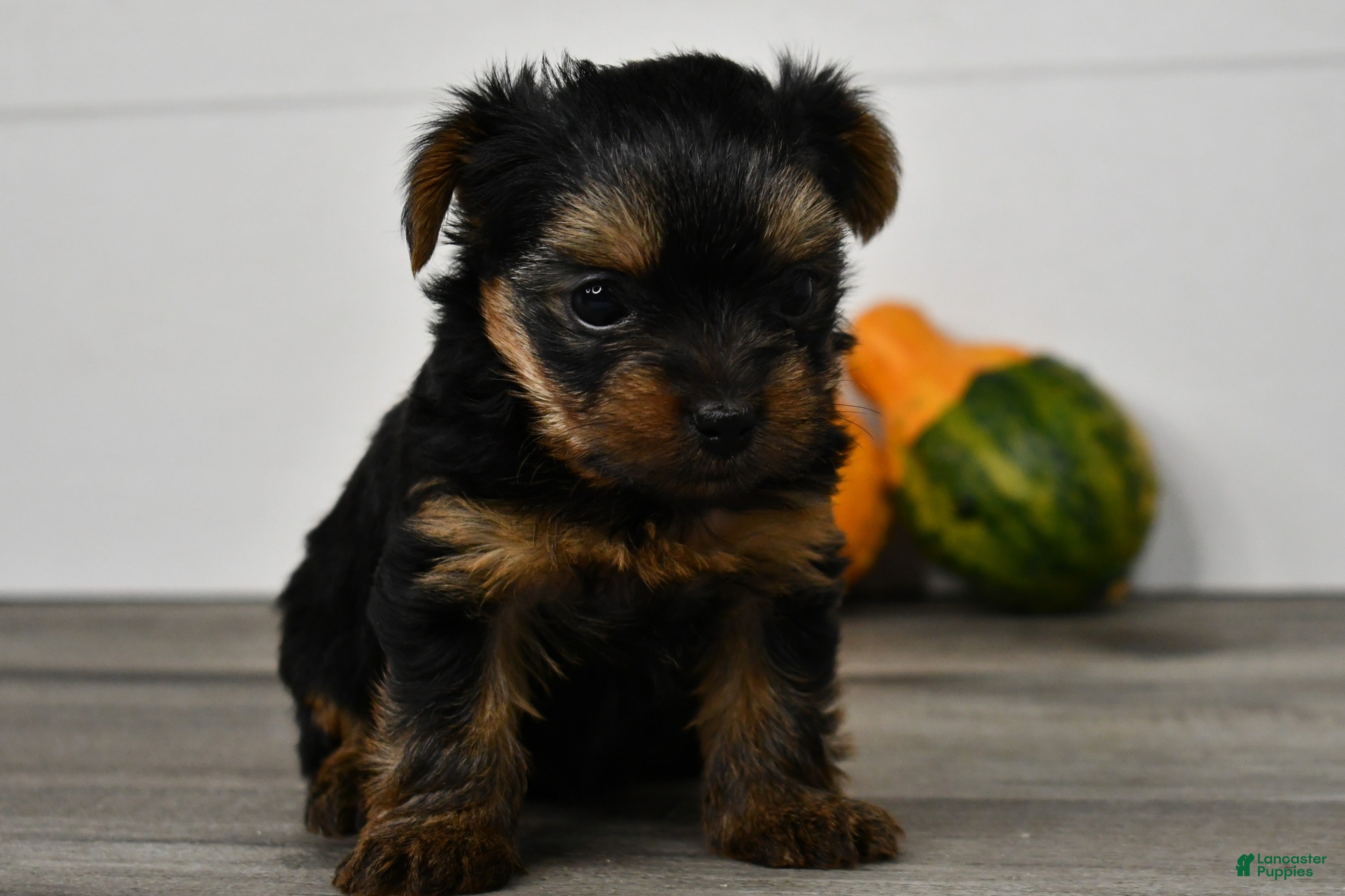 Yorkshire Terrier dogs Asia - Ad 2