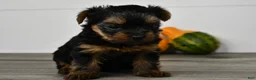 Yorkshire Terrier dogs for sale: Asia - Ad 2