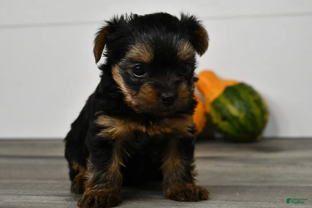 Yorkshire Terrier dogs for sale: Asia - Ad 2
