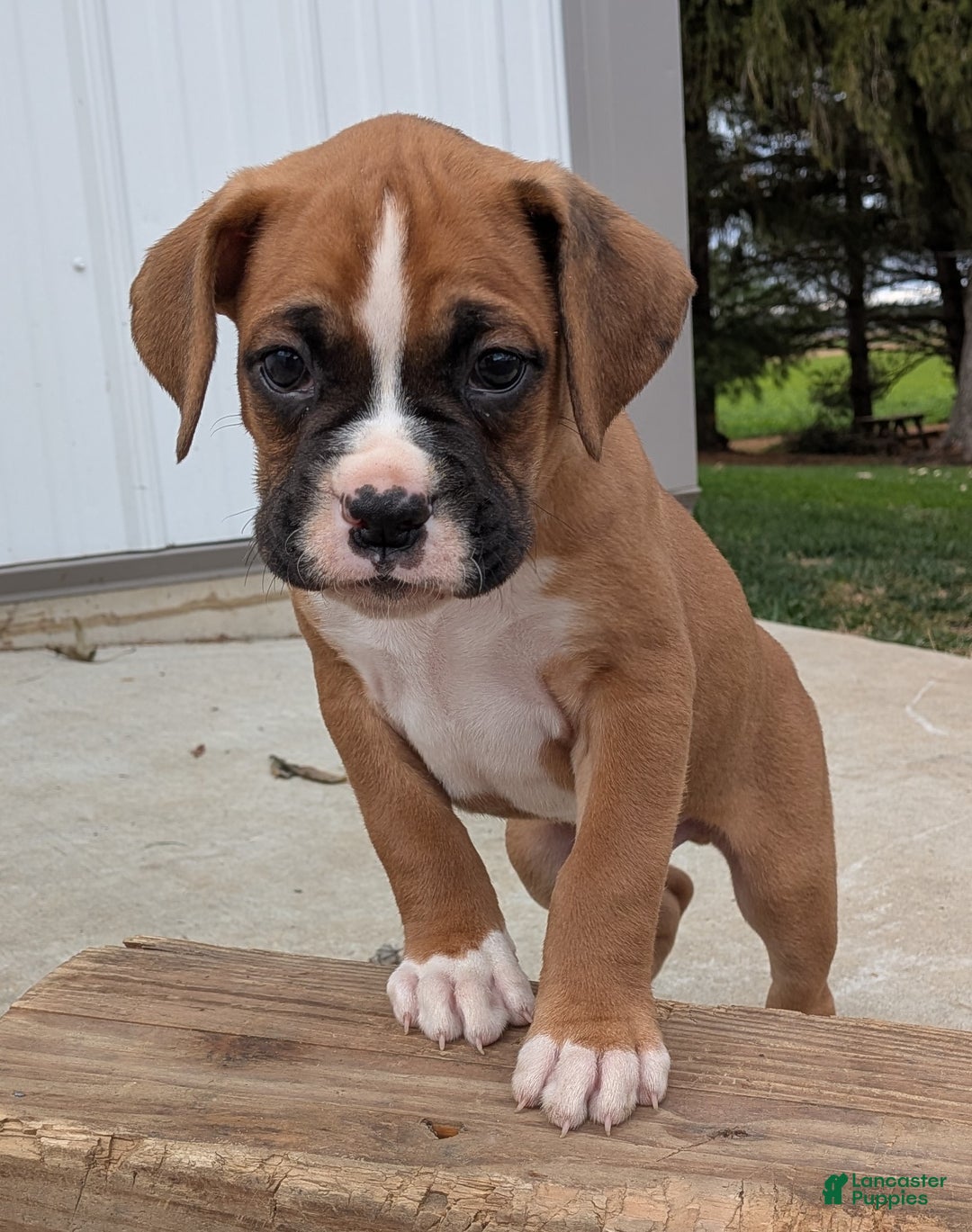 Boxer dogs for sale: Pluto - Ad 4