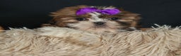 Shih Tzu dogs for sale: RUBY - Ad 16