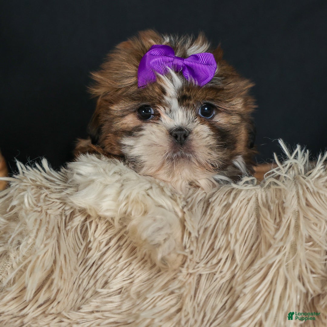 Shih Tzu dogs for sale: RUBY - Ad 16