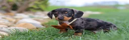 Miniature Dachshund dogs for sale: Leo - Ad 9