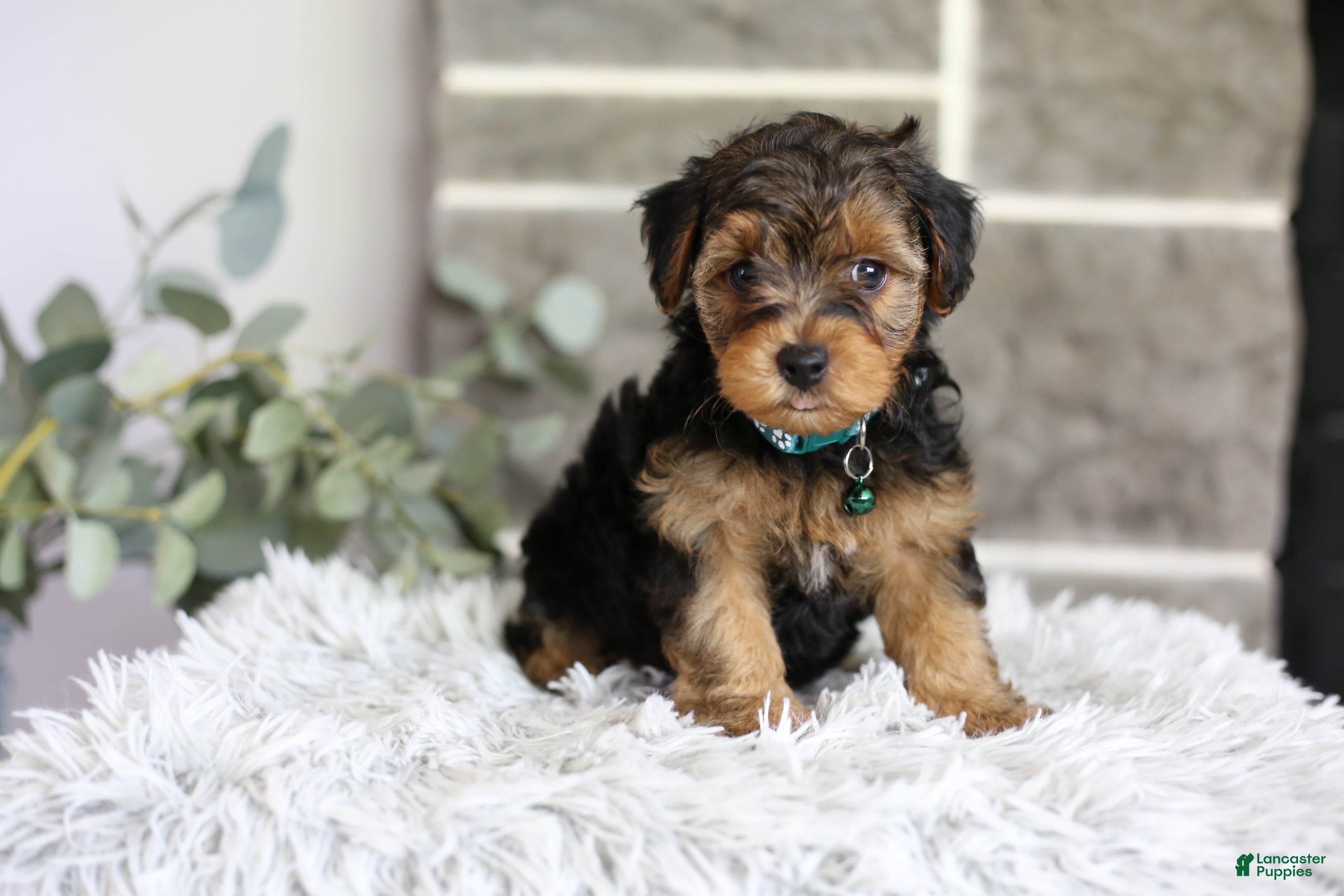 Yorkiepoo dogs Bentley - Ad 1