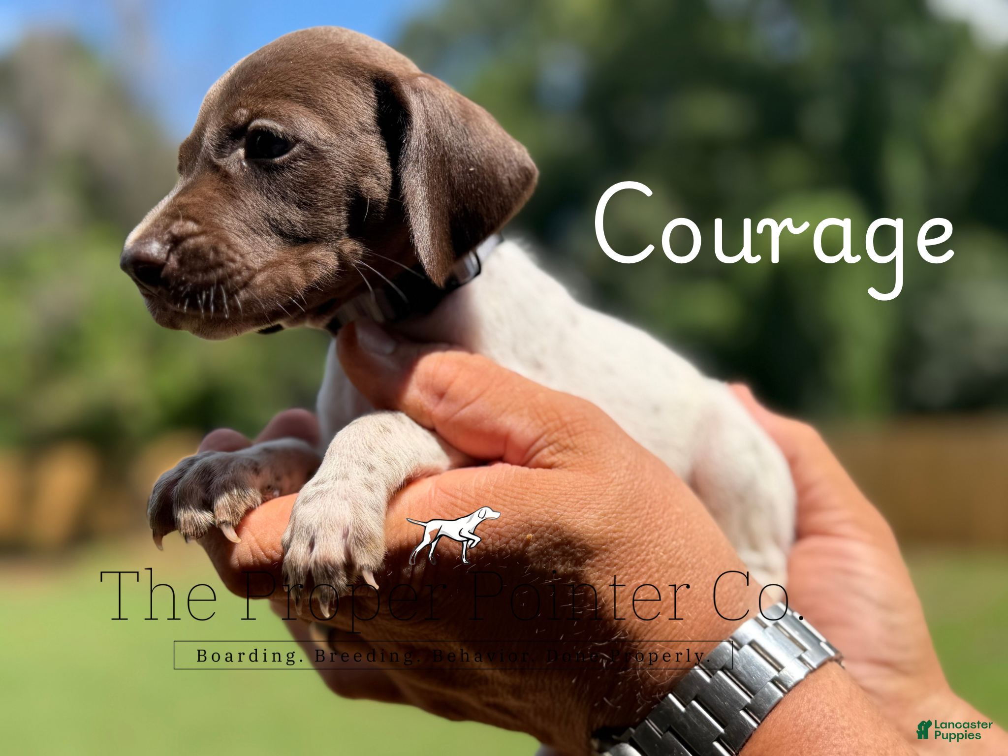 German Shorthaired Pointer dogs Courage - Ad 1