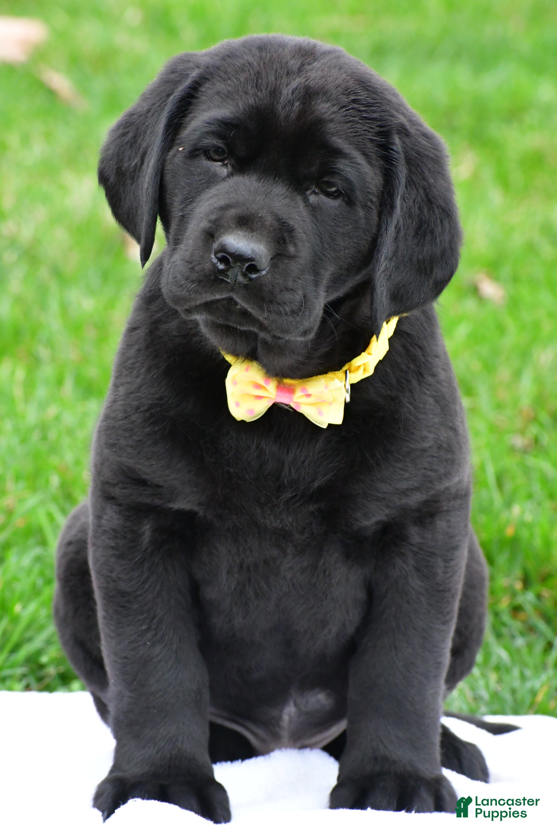 Labrador Retriever dogs Buster - Ad 2