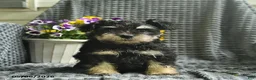 Miniature Schnauzer dogs for sale: Jack  - Ad 1