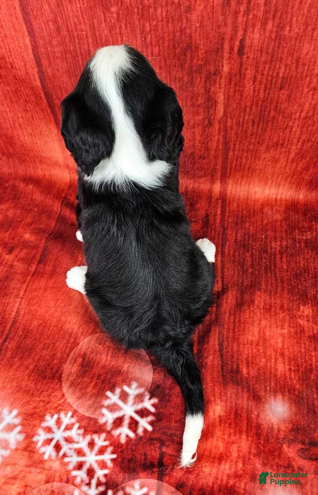 Miniature Bernese Mountain Dog dogs for sale: Mason - Ad 4