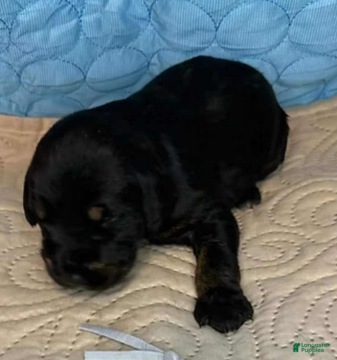 Mixed Breed dogs for sale: Tyra - Ad 3