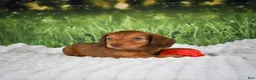 Miniature Dachshund dogs for sale: AKC Dillon - Ad 5