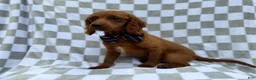 Cavapoo dogs for sale: Domino - Ad 7