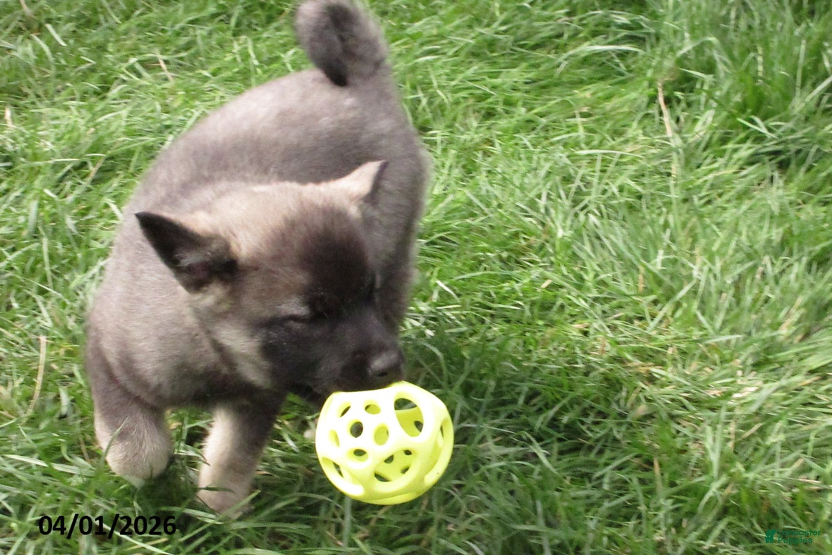 Norwegian Elkhound dogs Elsa - Ad 2
