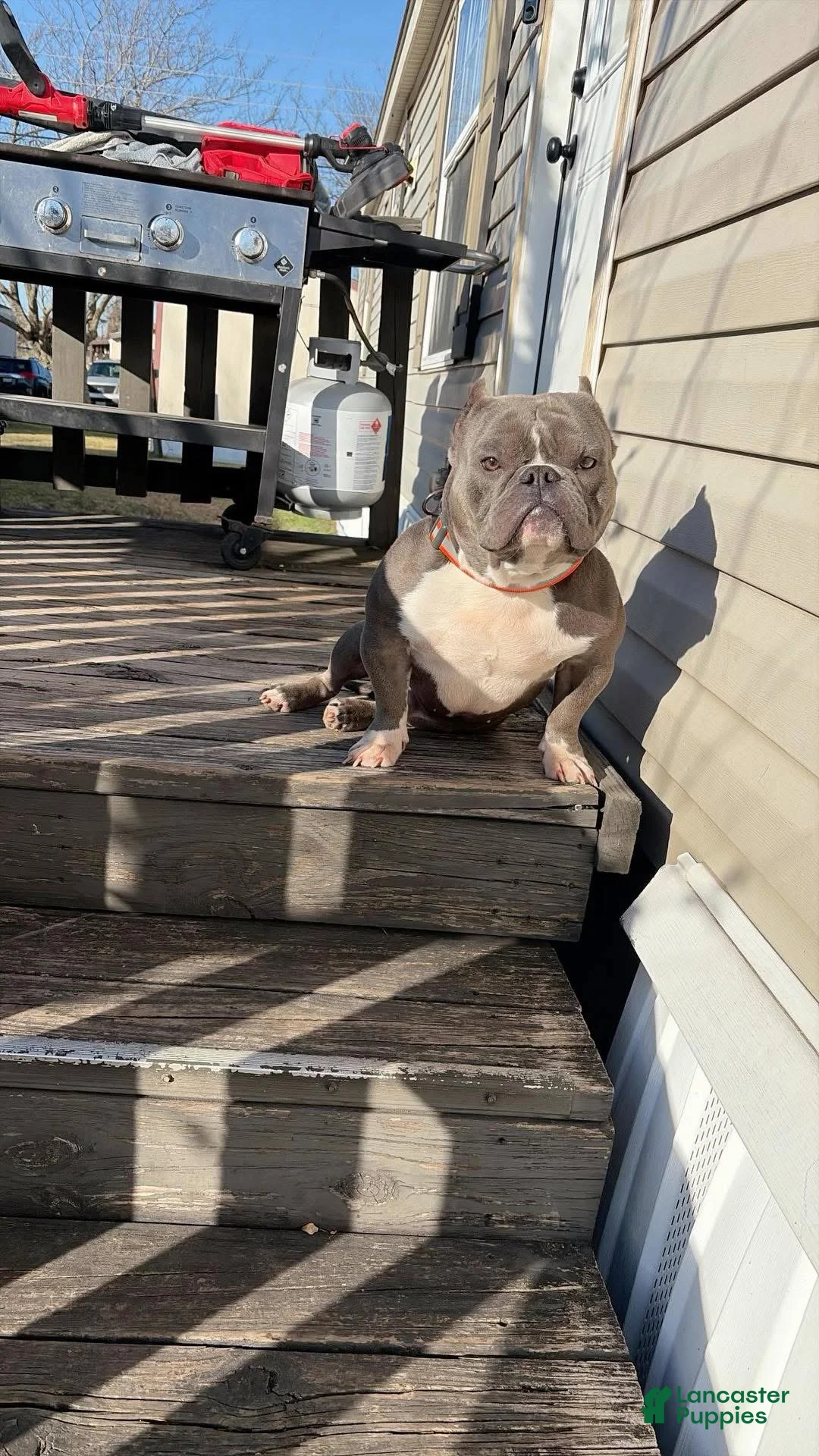 American Bully dogs for sale: American Bully Puppy 1 - Ad 2