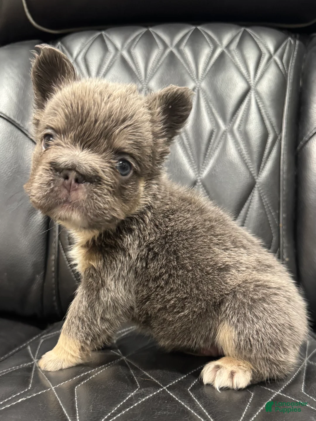 French Bulldog dogs for sale: FLUFFY BIG ROPE MAVERICK - Ad 3