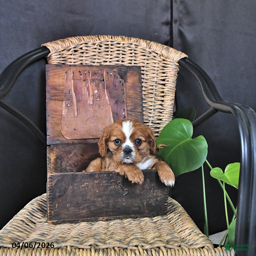 Cavalier King Charles Spaniel dogs Dexter - Ad 2