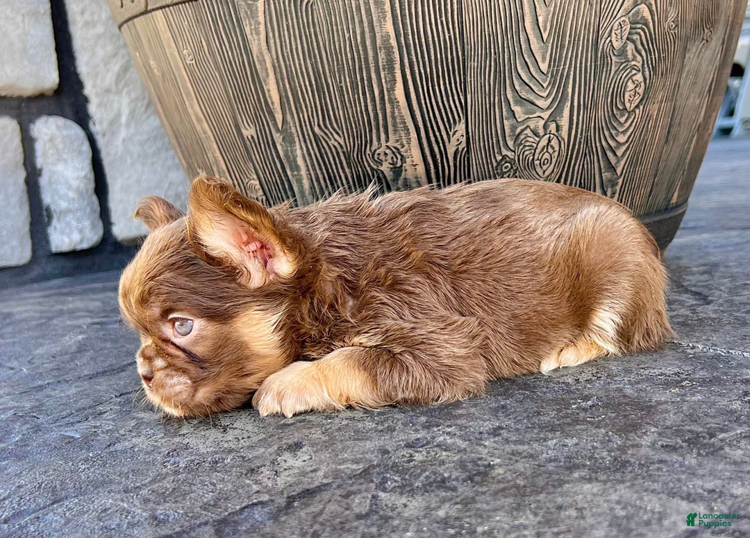 French Bulldog dogs for sale: Hannah - Ad 4