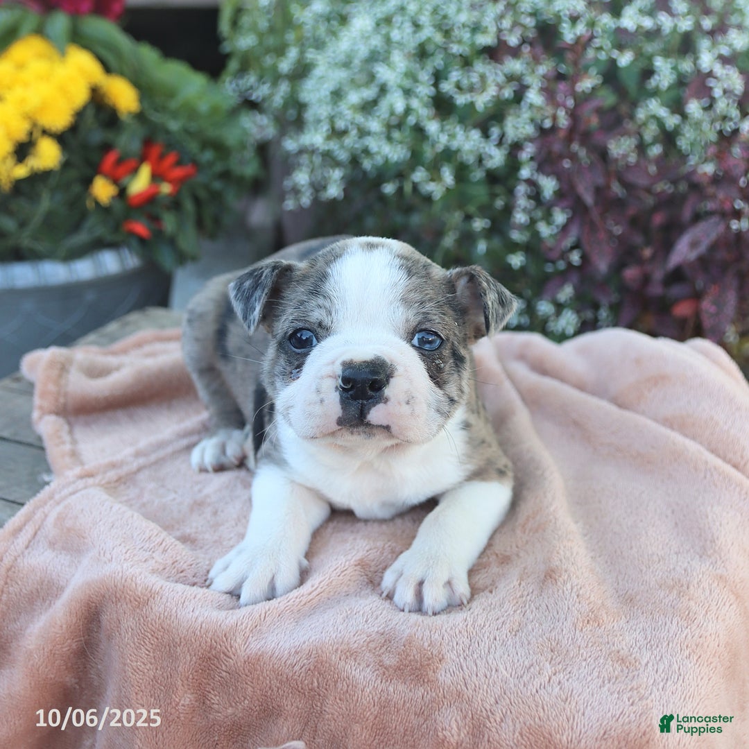 Boston Terrier dogs for sale: Max - Ad 3