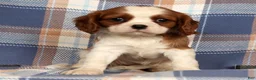 Cavalier King Charles Spaniel dogs for sale: Cori - Ad 2